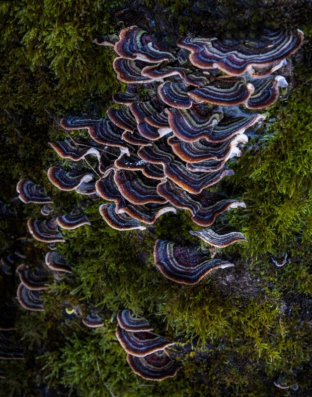 Trametes Versicolor 22-7772.jpg